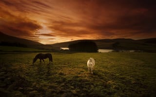 Картинка закат, поле, кони
