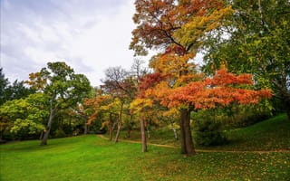 Картинка осень, листья, деревья, трава, парк, тропинка