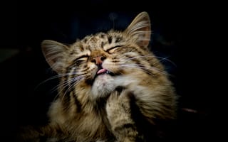 Картинка кошка, лапа, язык, морда
