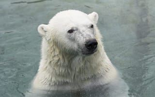 Картинка белый медведь, купание, полярный медведь, морда, зоопарк, хищник