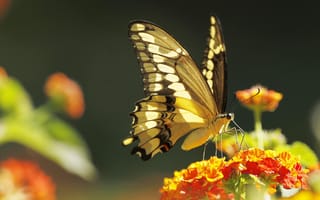 Картинка бабочка, насекомое, цветок, мотылек, природа, крылья