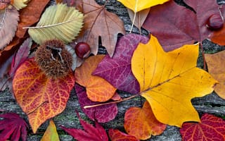 Обои autumn, colorful, leaves, дерево, листья, осенние