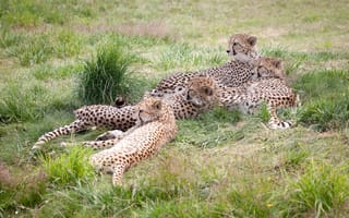 Обои гепарды, отдых, кошки, семья, трава