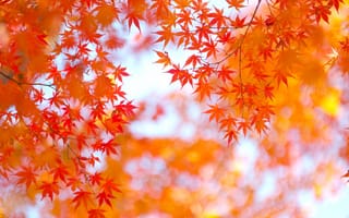 Картинка осень, листья, японский клен