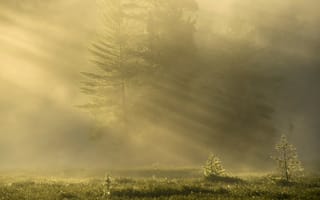 Картинка лес, туман, утро