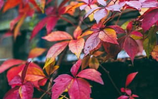 Картинка листья, цвет, осень, ветка, краски