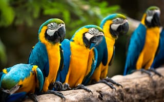 Обои Macaws, природа, птицы, попугаи