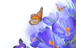 Обои flowers, цветы, purple, крокусы, бабочки, spring, crocus, butterflies