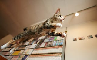 Картинка кошка, прыжок, дом