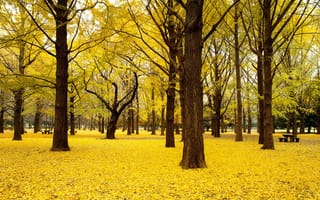 Картинка парк, скамейки, желтый, осень, листья, деревья
