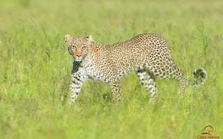 Картинка леопард, хищник, трава, саванна