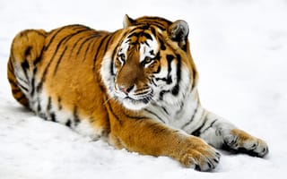 Обои тигр, снег, морда, лапы, шкура