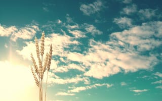 Картинка небо, wheat, природа, clouds, sunlight, колосья