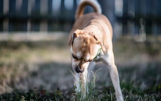 Картинка собака, трава, двор