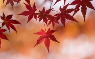 Картинка ветка, осень, макро, листья, клен