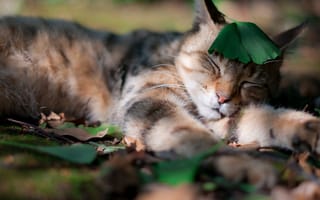 Картинка кот, тень, природа, усы, сон, лапы, трава, листья