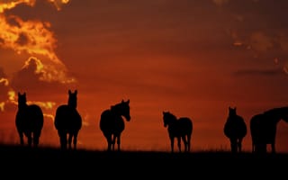 Картинка кони, закат, пасутся, на поле, лошади, стоят, идут