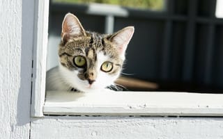 Обои кошка, взгляд, кот, окно