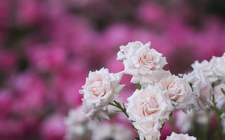 Картинка розовый куст, розы, нежность