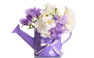 Картинка flowers, цветы, violet, лейка
