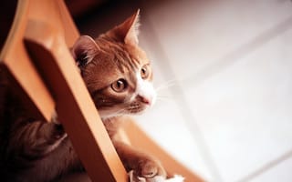 Картинка кошка, дом, взгляд