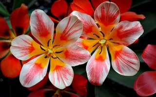 Обои тюльпаны, макро, лепестки, природа