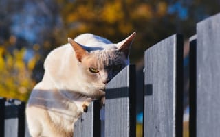 Картинка кот, забор, кошак, кошка