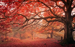 Картинка лес, осень, природа