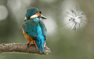 Картинка птица, стекло, природа