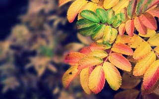 Картинка природа, colors, листья, nature, focus, 2560x1600, autumn, краски, фокус, leaves, осень