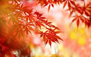 Обои макро, листья, осень, природа
