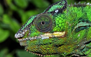 Картинка хамелеон, голова, глаз, рептилия, цвет