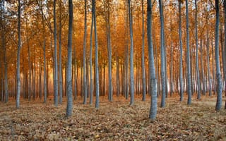 Картинка лес, природа, осень