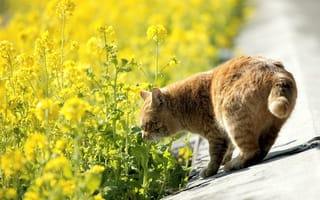Картинка кошка, дорога, рыжий, природа, обочина, кот, желтые, цветы