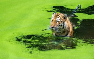 Картинка тигр, вода, кошка, охота