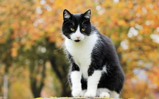 Картинка Кошка, желтая, черно-белая, сидит, листва, боке, осень