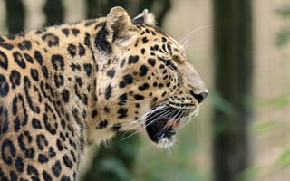 Картинка леопард, хищник, морда, профиль, дикая кошка, пятна