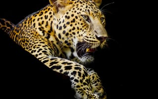 Картинка леопард, клыки, черный фон, лапы, хищник, пятнистый