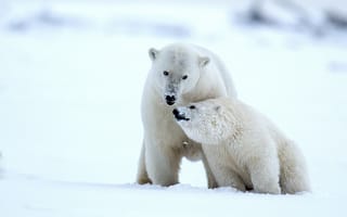 Картинка белые медведи, детёныш, Аляска, снег, медвежонок, медведи, зима, медведица