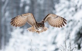 Картинка птица, сова, полёт, крылья, взгляд, зима