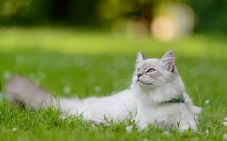 Картинка кот, кошка, трава