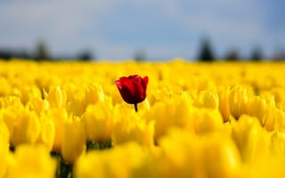 Картинка тюльпаны, цветы, желтые, поле, весна