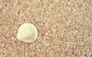 Обои макро, ракушка, песок, 2560x1600, macro, sand, shell