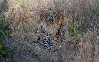 Обои леопарды, хищники, дикие кошки, детеныш, семья, пара, мать