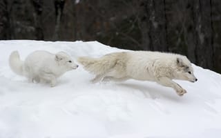 Картинка Canadian Arctic Foxes, Parc Omega, Canada