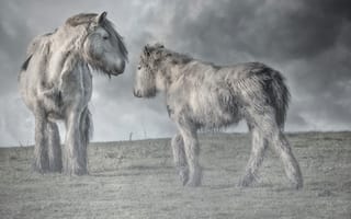Картинка кони, природа, туман