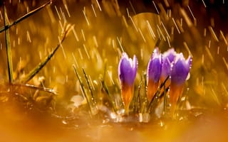 Картинка цветы, природа, дождь