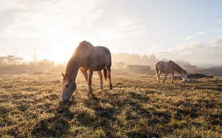 Картинка кони, утро, туман