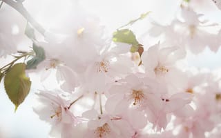 Картинка сакура, весна, цветы