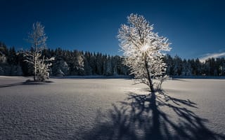 Картинка зима, снег, деревья, пейзаж, свет